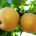 Nashi Chojuro reife Fr�chte am Baum