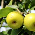 Nashi Nijisseiki Fr�chte am Baum