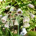Nectaroscordum siculum, Nectaroscordum siculum