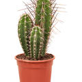 Neoraimondia herzogiana, Verzweigt, im 21cm Topf, H�he 40cm, Breite 25cm