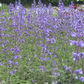 Nepeta x faassenii 'Walker's Low'