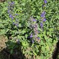 Nepeta x faassenii, Nepeta x faassenii (gen)