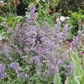 Nepeta 'Six Hills Giant, Katzen-Minze, Insektenfutter