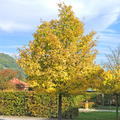 Acer campestre 'Elsrijk'  - Hochstamm