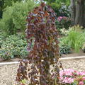 Fagus sylvatica 'Purple Fountain' - Hochstamm