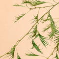 Kaisererle, geschlitztbl�ttrige Schwarzerle 'Imperialis', Alnus glutinosa 'Imperialis'