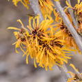 Orangebl�hende Zaubernuss 'Orange Peel'