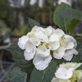 Hortensie, Ballhortensie 'First White'� weiss