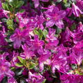 Japanische Azalee 'Lady Dark'�