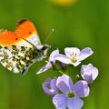 N�tzlingsweide, Kr�uter- und Blumenmischung ein- und mehrj�hriger Arten - optisch ansprechend, bienenfreundlich und pflegeleicht - Lubera� Samenkorn