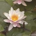 Nymphaea Hybride 'Marliacea Rosea'