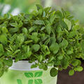 Origanum vulgare 'Diabolo', Oregano, 1,3L-Topf