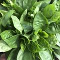 Basilikum 'Copa� Green', Ocimum basilicum (Bild: Volmary)
