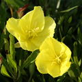 Oenothera macrocarpa (-missouriensis)