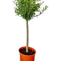 Olea europaea (100-140), Stamm, im 26cm Topf, H�he 120cm, Breite 45cm