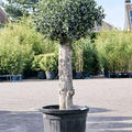 Olea europaea (140-160), Stamm, im 48cm Topf, H�he 150cm, Breite 65cm