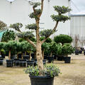 Olea europaea (140-200), Verzweigt/Multi krone, im 45cm Topf, H�he 170cm, Breite 90cm