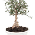 Olea europaea 'Sylvestris', Bonsai 30-60, im 28cm Topf, H�he 45cm, Breite 30cm