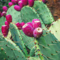 Opuntia engelmannii, Feigenkaktus