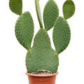 Opuntia galapageia, Verzweigt, im 25cm Topf, H�he 70cm, Breite 40cm