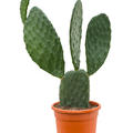 Opuntia indica, Verzweigt, im 27cm Topf, H�he 90cm, Breite 40cm