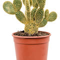 Opuntia microdasys, Verzweigt, im 17cm Topf, H�he 40cm, Breite 25cm