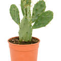 Opuntia vulgaris, im 17cm Topf, H�he 40cm, Breite 20cm