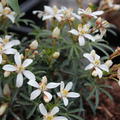 Orangenblume 'White Dazzler'� Choisya ternata 'White Dazzler'�