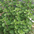 Origanum vulgare 'Margeritha', Oregano, 1,3L-Topf