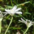 Ornithogalum umbellatum, Milchstern, Ornithogalum umbellatum