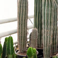 Pachycereus pringlei (160-180), im 55cm Topf, H�he 170cm, Breite 40cm