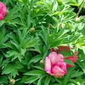 Paeonia � itoh 'Hillary', Paeonia � itoh 'Hillary'