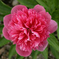 gef�llte, rosa Pfingstrosenbl�te