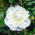 Paeonia x lactiflora 'Duchesse de Nemours'