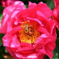Pfingstrose, Paeonia Paula Fay, Stauden Pfingstrose