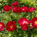 Paeonia Hybride 'Joyce Ellen', Pfingstrose