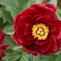 Paeonia lactiflora Hybride Red Glory, Pfingstrose