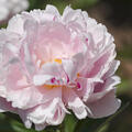 Paeonia 'Shirley Temple', Pfingstrose