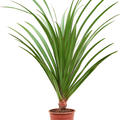 Pandanus utilis, Busch, im 24cm Topf, H�he 125cm, Breite 75cm