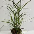 Ruten Hirse 'Rotstrahlbusch'