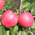 Apfel Paradis� Ladylike