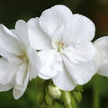 Geranie stehend Weiss, Perlagonium zonale