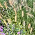 Pennisetum alopecuroides 'Hameln', Gras, Staude