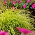 Pennisetum alopecuroides 'JS Jommenik' (S)