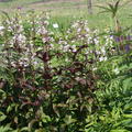 Penstemon digitalis 'Husker Red' (gen) (Mystica)