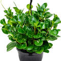 Peperomia obtusifolia 'Green', Ampel, im 20cm Topf, H�he 50cm, Breite 30cm
