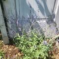 Perovskia atriplicifolia 'Blue Spire' , Perovskia atriplicifolia