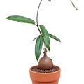 Petopentia natalensis, im 15cm Topf, H�he 40cm, Breite 20cm