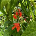 Phaseolus coccineus, rotbl�hend, Feuerbohne 'Scarlett Emperor', K�ferbohnen (Feuerbohnen) 'Scarlet Emperor'