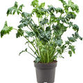 Philodendron 'Atlantis', Busch, im 21cm Topf, H�he 70cm, Breite 40cm